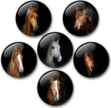 Pferde Schimmel Rappe Fohlen -