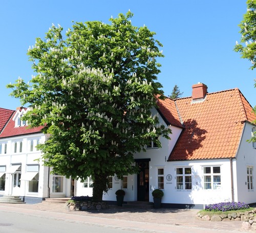 Rosskastanie kastanienbaum - rosskastanie,