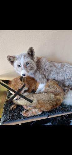 Fuchs fox softmount - fuchs,