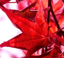 20 Samen Fächerahorn (Acer palmatum), Bonsai geeignet, kleinbleibend, Laubbaum