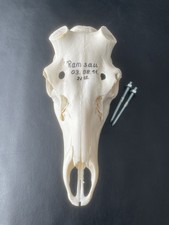 Nr.H21 SCHÄDEL ROTHIRSCH