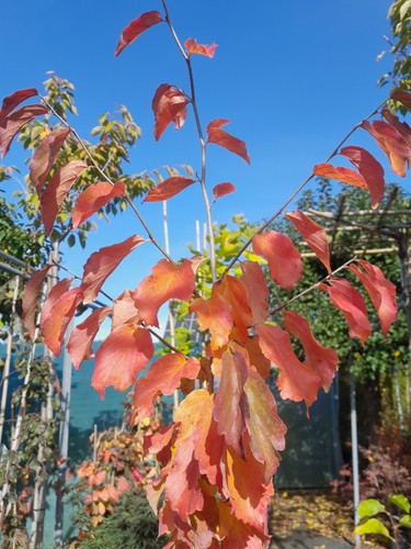 Parrotia persica - ,