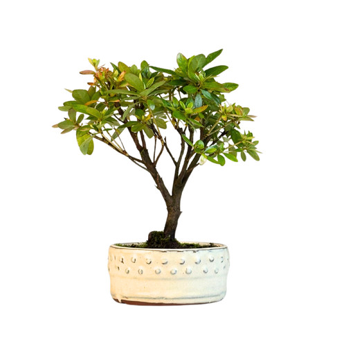 Rhododendron bonsai azalee - rhododendron,
