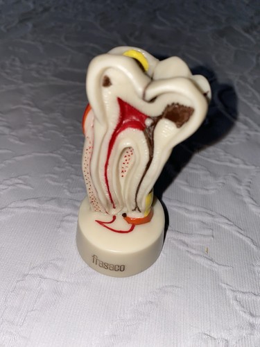 Frasaco zahnmodell - d-15,,