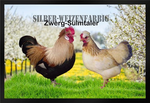 Fußmatte hühner zwerg - hühner,