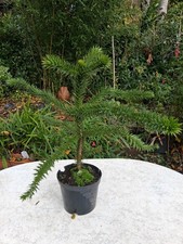 1 x Araucaria Araucana - Schmucktanne - Chilenische Anden Tanne 