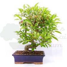 BONSAI Zierapfel 'Malus spec.' inkl. Schale.