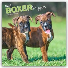 Boxer Puppies - Boxer Welpen