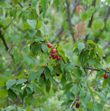 Kornelkirsche Shan 80-100cm - Cornus mas