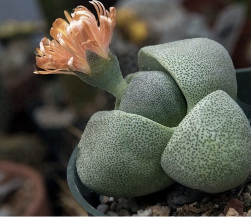 Pleiospilos nelii 100 - pleiospilos, 50/