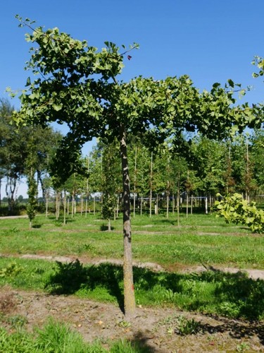 Fächerblattbaum ginkgobaum - fächerblattbaum, /
