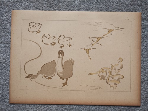 Gänse und enten von - und,