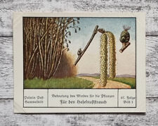 Haselnußstrauch Pflanzen Wind