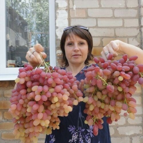Jährige kernlose weinrebe - 2,