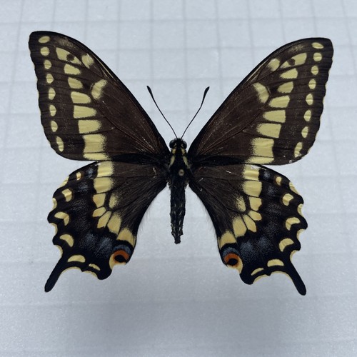 Entomologie papilio brevicauda - entomologie*papilio,