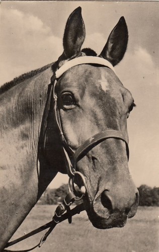 Ein pferd schaut dich - pferd,