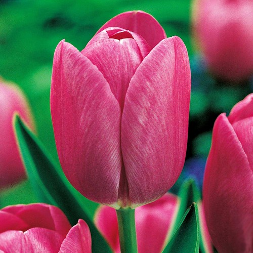 Tulpen tulpenzwiebeln - tulpen,