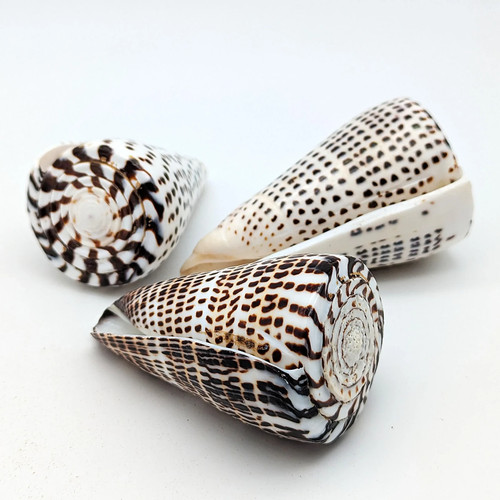 Leoparden kegel schnecke - leoparden,
