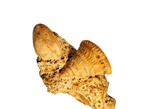 Pyrgotrochus