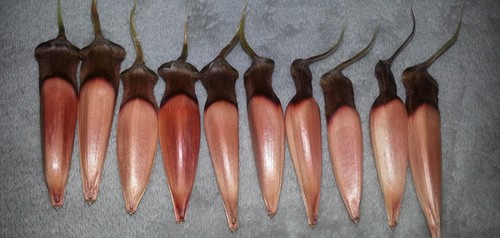 Samen von der araucaria syn - der, araucaria,