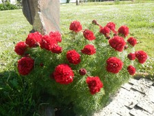 Peonia tenufolia "Plena" -