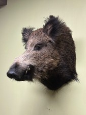 Wildschweinkopf, Wildschwein