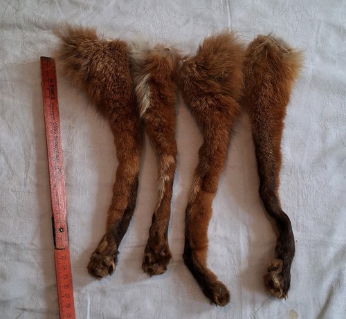 Echt fell rotfuchs pfoten - ,