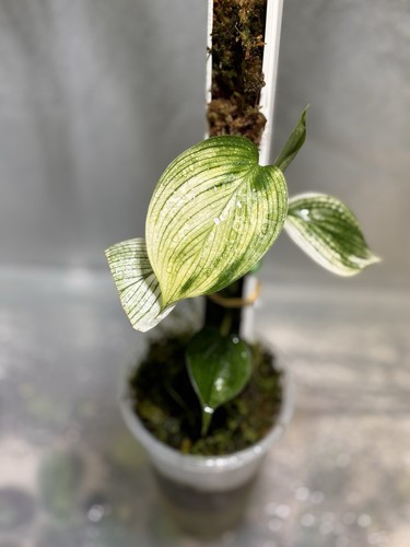 Scindapsus white monster nodes - scindapsus,
