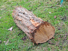 Kratzbaum Kastanie Baumstamm