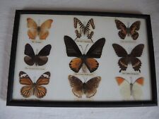 9echte präparierte Schmetterlinge - Entomologie - selten - Schaukasten 36x24,5cm