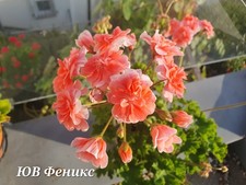 Pelargonie JUV Fenix - gut