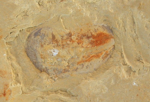 Kambrium naraoia spinosa - , naraoia spinosa