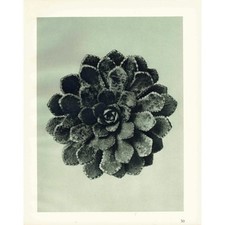 1929 SAXIFRAGE, LEAF ROSETTE