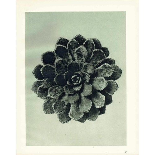 1929 saxifrage leaf rosette - 1929,
