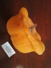 Gelber Englischer Custard