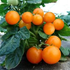 Orange Pinocchio Tomate - Pinocchio Orange Dwarf  5+ Samen - Balkontomate P 256