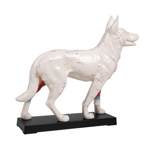 Akupunktur modell hund cm - akupunktur,