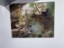 Fotodruck Leopard auf