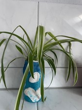 Grünlilie im Glas Ableger Zimmerflanze Hängepflanze Liliengrün Unikat