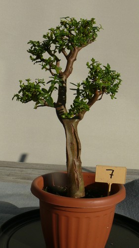 Bonsai wüstenbaum 7 - bonsai,wüstenbaum, nr.7
