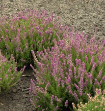 10x Besenheide Roter Oktober - Calluna vulgaris
