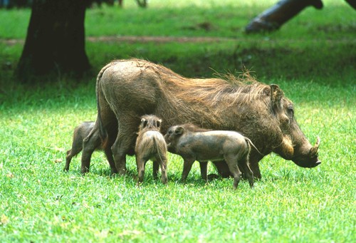 Postkarte warzenschwein - 1,