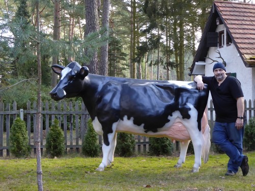 Haeigemo holstein friesian - holstein,
