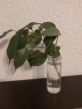 Ficus benjamina, Birkenfeige, 1 Ableger zum Selberbewurzeln Ca. 25 Cm