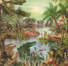 13/1195 SAMMELBILD alt TRIAS MUSCHELN SCHNECKEN  SEESTERNE ALGEN BUNTSANDSTEIN