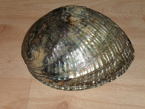 Große abalone muschel - abalone,