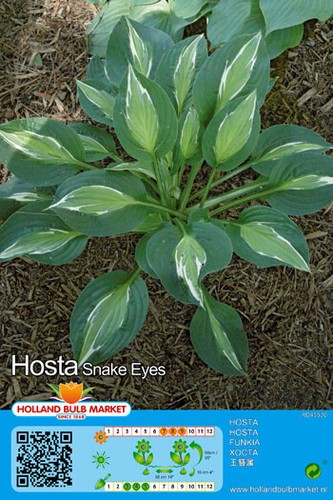 Hosta - ,