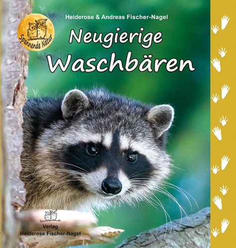 Neugierige waschbären - neugierige,