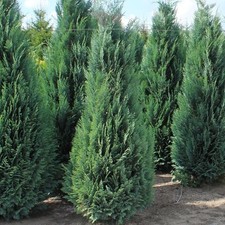 Blaue Zypresse 180-200 cm. Ab 3 Chamaecyparis Columnaris. Dichte Koniferenhecke