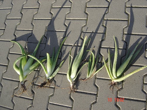 Aloe vera ableger kindeln - vera,